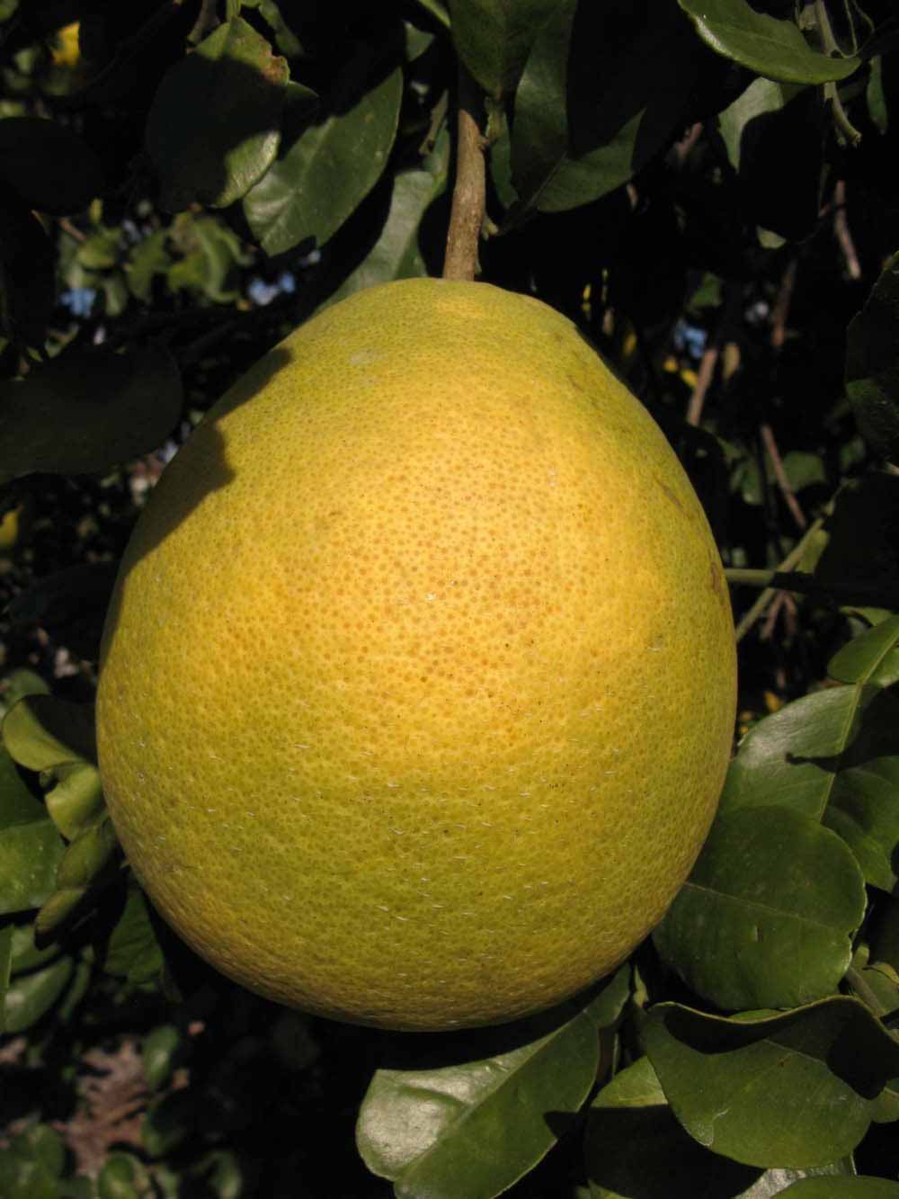              Fruit (Nakon, Winter Haven, FL)       